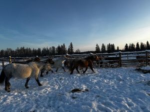 Конебазы для уникальной мегежекской породы лошадей открыли в Нюрбинском районе Якутии