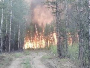 Возбуждено уголовное дело по факту возникновения лесного пожара в Верхоянском районе