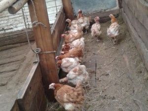 Программа «Сиди дома - занимайся семейной экономикой!» активно внедряется в Чурапчинском улусе