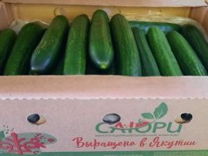 «Саюри» на огурцы и томаты цены не повышал, повышают предприниматели 