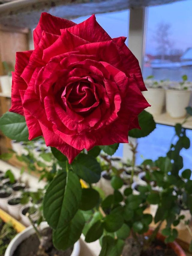 Я подарю вам лилии — желтые, красные, синие…