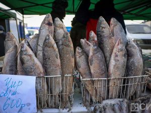 Море рыбы: Традиционная ярмарка развернулась на Комсомольской площади