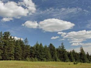 Минэкологии Якутии опровергает информацию о вырубке защитных лесов вдоль Амги