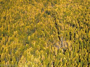 Режим ЧС в лесах регионального характера снят в Якутии