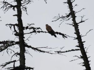 Воскресная встреча с соколиным семейством