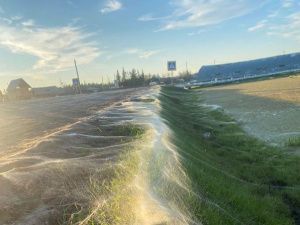 Ну и ну! В Якутии пауки сплели километровую паутину