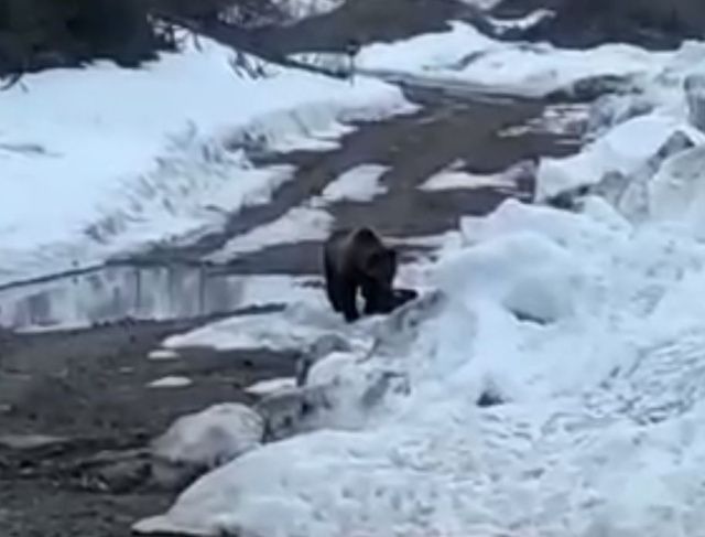 Взорвавшие медведя вахтовики получили условные сроки