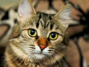 Массовая вакцинация против бешенства вновь переносится