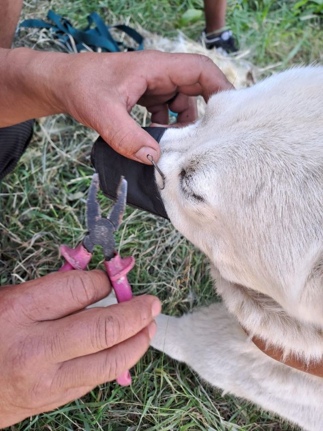 Житель Якутии вместо рыбы поймал на крючок... собственную собаку
