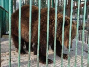 В зоопарке «Орто-Дойду» в Якутске обижают братьев наших меньших