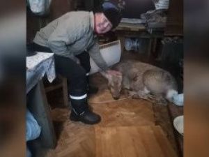 В Амгинском улусе советский чемпион по боксу спас косулю, провалившуюся под лед