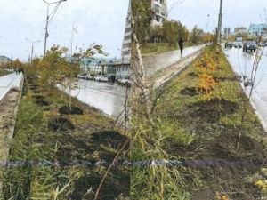 Подрядчик дорожного ремонта высадил деревья по улице Пояркова в Якутске 