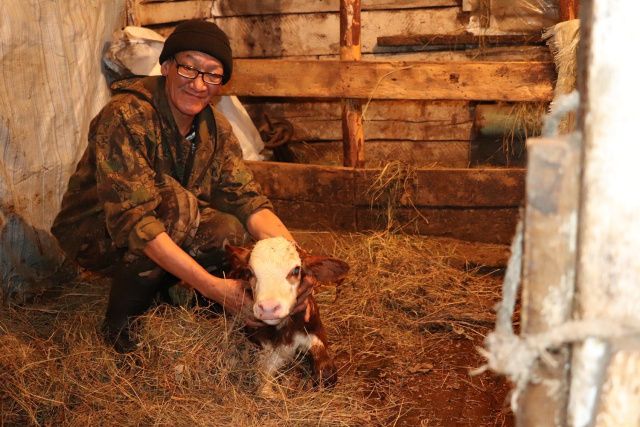 В «Полюсе Холода» родился телёнок Арктика