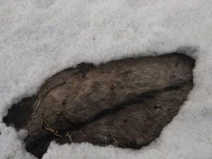 Мэрия Якутска:  Трупы девяти лошадей, вмерзших в лёд на озере в районе СОТ «Птицевод» будут убраны