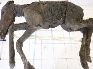 Ученые СВФУ впервые обнаружили жидкую кровь в туше жеребенка ледникового периода