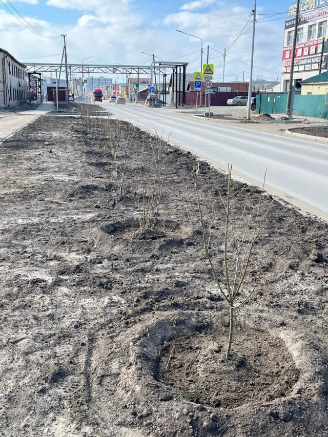 В Якутске продолжаются работы по озеленению
