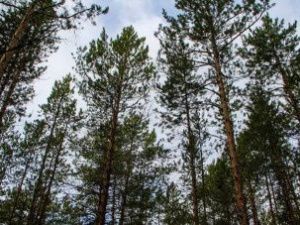 В Якутии на охраняемой территории лесные пожары отсутствуют