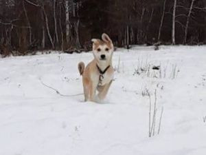 В селе Бердигестях Горного улуса живет собака, которая учится говорить