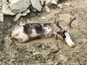 «Простите нас, святые олени!» В Якутии в старательских отвалах погибли братья наши меньшие