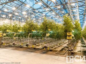 Тепличный комплекс «Саюри» к началу сентября произвел 1700 тонн продукции