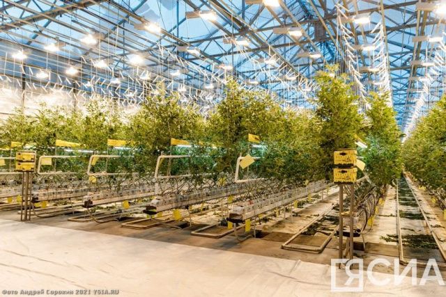 Тепличный комплекс «Саюри» к началу сентября произвел 1700 тонн продукции