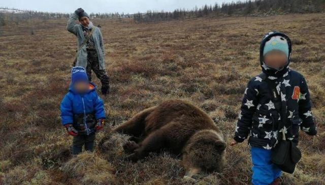 Медведя в Момском районе добыл оленевод. Он защищал родовое стадо