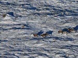 Редкий подвид снежного барана зафиксирован в Алданском районе