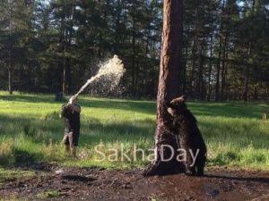 «Медведь ни на кого не набрасывался, застрелили в целях безопасности», — в полиции прокомментировали убийство животного