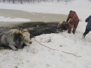 В Якутии сразу шесть коров провалились под лед и погибли