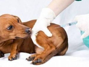 В Якутске проведут бесплатную вакцинацию кошек и собак от бешенства