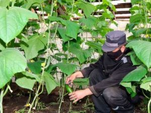 В исправительной колонии № 7 собирают урожай огурцов