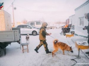 Обитателей временного пункта передержки безнадзорных животных перевозят в ППБЖ на ул. Очиченко