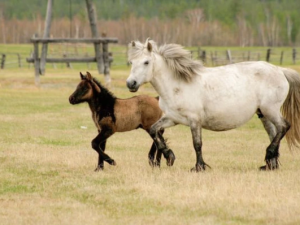 Лошадь ударила копытом шестилетнего мальчика в лицо