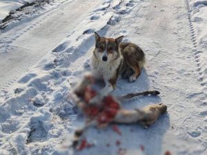 В Мегино-Кангаласском районе собака съела жеребенка