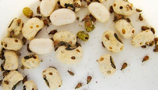 На фруктово-овощных базах Якутска выявлена реализация зараженных насекомыми и их личинками партий фасоли