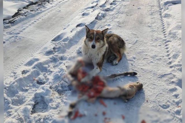 В Мегино-Кангаласском районе собака съела жеребенка