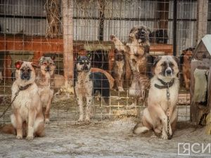 В Якутии зоозащитники оспаривают региональный закон по обращению с безнадзорными животными