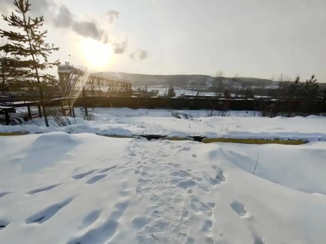 Стая собак загрызла насмерть 53-летнего мужчину: СК возбудил уголовное дело