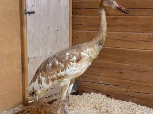 Люди спасают стерха: Найденного в тундре птенца привезли в Якутск