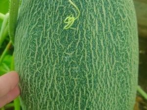 Сочные и хрустящие: жительница Якутска выращивает арбузы на своем участке