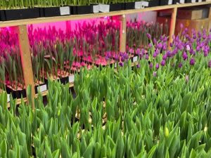 К 8 Марта: семья из Бердигестяха вырастила 5000 тюльпанов редких сортов в суровом климате Якутии