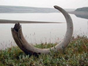 Власти Якутии рассчитывают на принятие в 2020 году закона об останках мамонтовой фауны