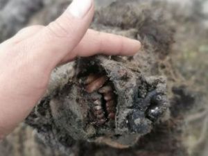 В Якутии нашли хорошо сохранившуюся тушу пещерного медведя