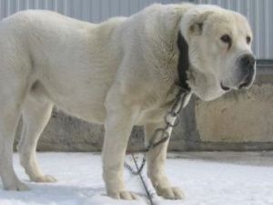 В Якутске чуть не повторилась трагедия двухлетней давности