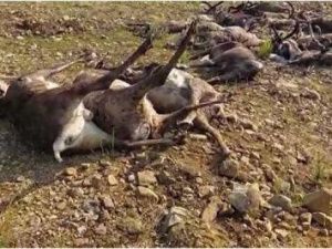 В Якутии более ста оленей пали от неизвестной болезни