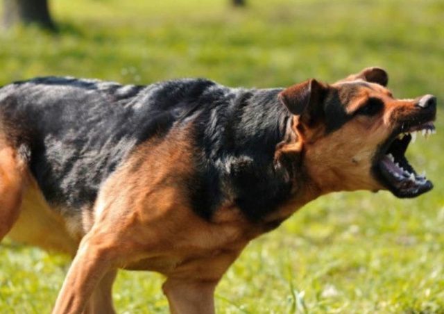 В Якутске хозяйская собака напала на мальчика