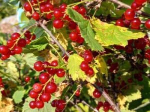 Жесткая посадка самолета в Якутии при лесоавиационных работах