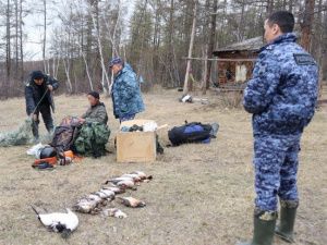 В Якутии браконьеры незаконно добыли краснокнижного чирка-клоктуна
