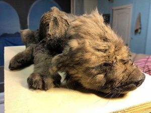 Ученые Якутии полагают, что щенок возрастом 18 тыс. лет мог быть древней одомашненной собакой