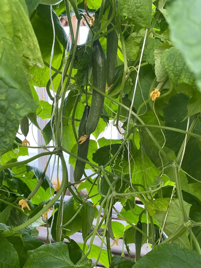 Не страшен снег и ветер аграриям «Якокита» 